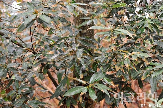 가시나무의 모습. 사진=국립산림과학원 제공