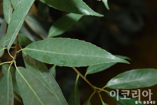 가시나무의 잎. 사진=국립산림과학원 제공