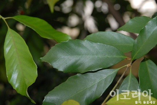 종가시나무의 잎.사진=국립산림과학원 제공