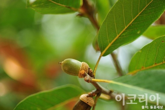 붉가시나무의 열매(미성숙).사진=국립산림과학원 제공