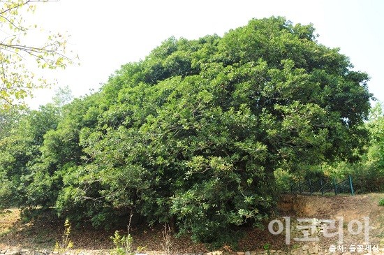 붉가시나무(천연기념물 제 110호). 사진=국립산림과학원 제공