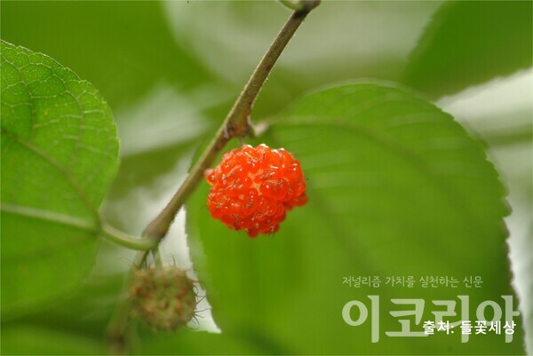 닥나무의 붉은 열매. 사진=국립산림과학원 제공. 출처=들꽃세상.