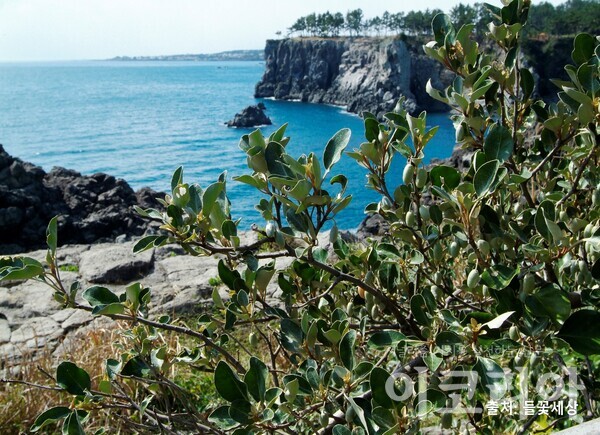 바닷가에서 자라는 보리밥나무. 출처=들꽃세상. 사진=국립산림과학원 제공