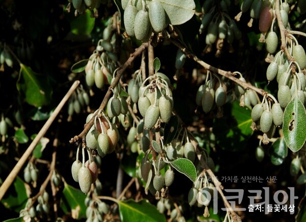 보리밥나무 미성숙 열매. 출처=들꽃세상. 사진=국립산림과학원 제공