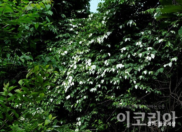 하얀색으로 물든 개다래 잎. 출처=들꽃세상. 사진=국립산림과학원 제공