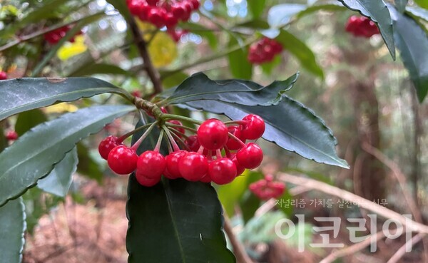 백량금의 붉은 열매. 사진=국립산림과학원 제공