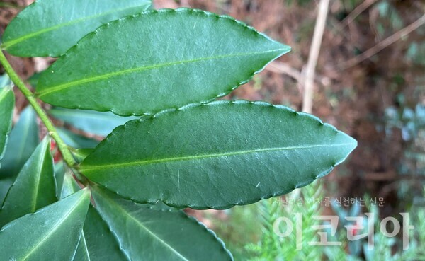 백량금 잎- 물결 모양의 톱니가 발달한다. 사진=국립산림과학원 제공