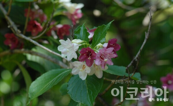 일본삼색병꽃나무의 꽃; 꽃이 3가지 색을 띤다. 출처=들꽃세상. 사진=국립산림과학원 제공.