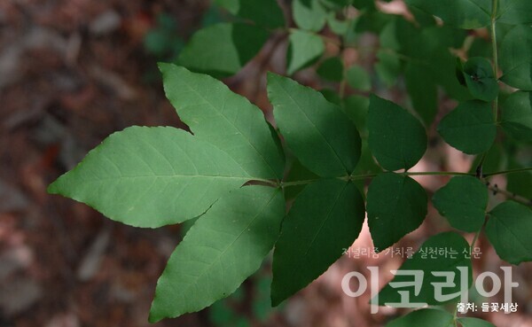 쇠물푸레나무 잎; 7개의 작은 잎이 모인 갓꼴모양이다.  출처=들꽃세상. 사진=국립산림과학원 제공.