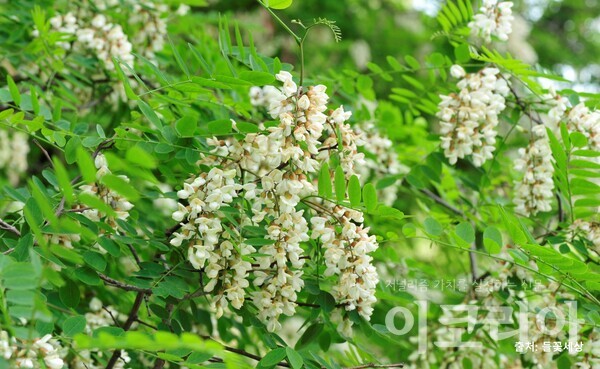 아까시나무 꽃; 하얀 꽃이 포도송이처럼 달린다. 사진=국립산림과학원 제공. 출처=들꽃세상.