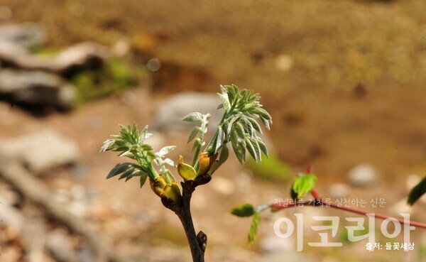 다릅나무 새순; 은빛으로 반짝인다. 사진=국립산림과학원 제공. 출처=들꽃세상.
