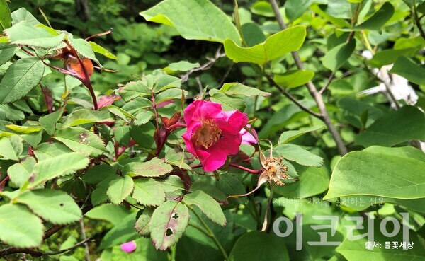 붉은인가목 꽃; 자주색이다. 사진=국립산림과학원 제공. 출처=들꽃세상.