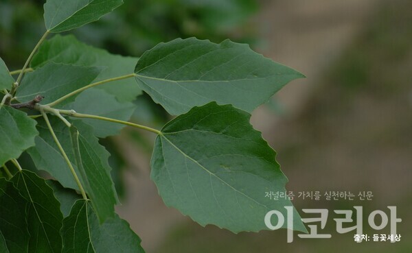 현사시나무 잎. 사진=국립산림과학원 제공. 출처=들꽃세상.