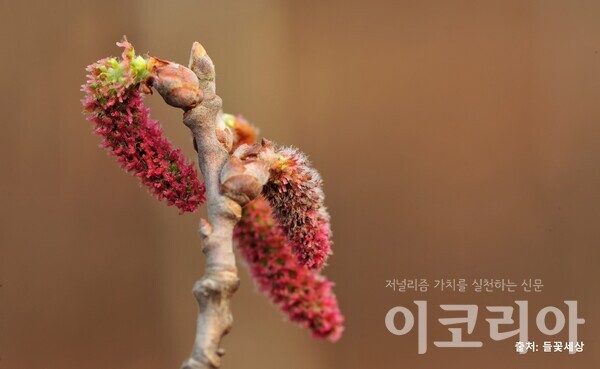현사시나무 암꽃; 암꽃이 붉은색이다. 사진=국립산림과학원 제공. 출처=들꽃세상.