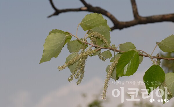 현사시나무 열매.사진=국립산림과학원. 출처=들꽃세상.