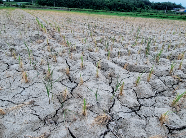 지난해 장기간의 가뭄으로 인한 벼 고사 피해 사진. 사진=농림축산식품부