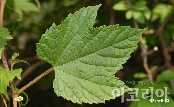 개머루 잎; 잎자루에 털이 있다.사진=국립산림과학원 제공. 출처=들꽃세상.