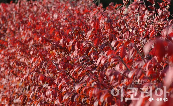 화살나무 모습; 가을ㄹ에 붉게 단풍이 든다. 출처=들꽃세상 .사진=국립산림과학원 제공. 