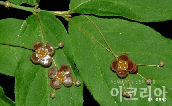 회목나무 꽃; 납작한  방석모양이다. 출처=들꽃세상. 사진=국립산림과학원 제공.
