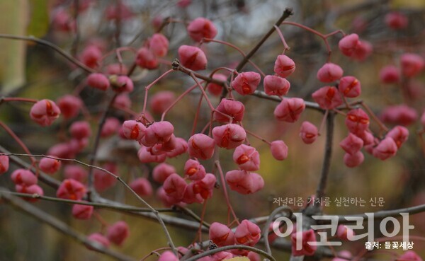 참빗살나무 열매; 분홍색 열매가 다닥다닥 달린다. 출처=들꽃세상. 사진=국립산림과학원 제공.