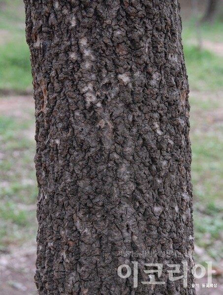 황벽나무 나무껍질: 코르크가 발달하여 두껍다. 출처=들꽃세상. 사진=국립산림과학원 제공.