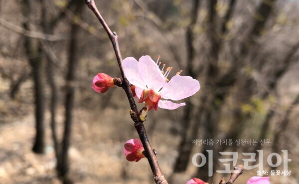 개살나무 꽃: 이름봄 연분홍색 꽃이 잎보다 먼저 핀다. 출처=들꽃세상. 사진=국립산림과학원 제공.