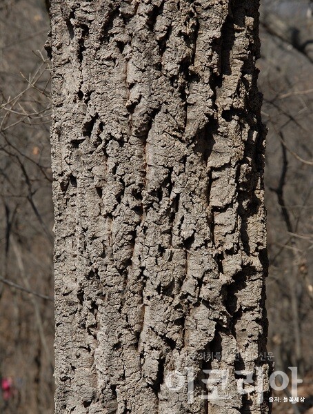 굴참나무 나무껍질: 코르크가 발달한다. 출처=들꽃세상. 사진=국립산림과학원 제공.