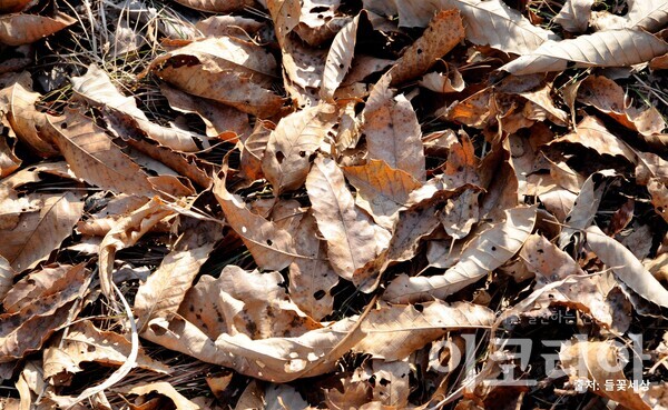 굴참나무 낙엽: 갈색으로 마른 길쭉한 모양이다.출처=들꽃세상.사진=국립산림과학원 제공.
