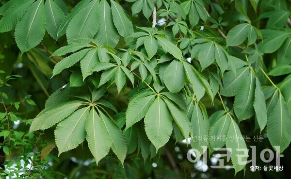 칠엽수 잎: 7개의 잎이 손바닥 모양으로 달린다. 출처=들꽃세상ㄹ. 사진=국립산림과학원 제공.