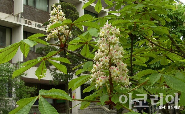 가시칠엽수 꽃: 하얀 꽃이 웨딩케이크처럼 달린다. 출처=들꽃세상. 사진=국립산림과학원 제공.