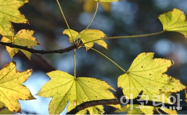 음나무 잎: 손바닥모양의 잎이 긴 잎자루에 달린다. 사진=국립산림과학원 제공. 출처=들꽃세상.