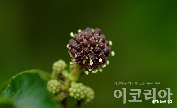 오갈피나무 꽃: 작은 꽃송이가 동그랗게 모여난다. 사진=국립산림과학원 제공. 출처=들꽃세상.