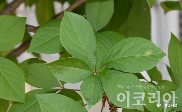 오갈피나무 잎: 작은 잎 5장이 손바닥처럼 모여 난다. 사진=국립산림과학원 제공. 출처=들꽃세상.