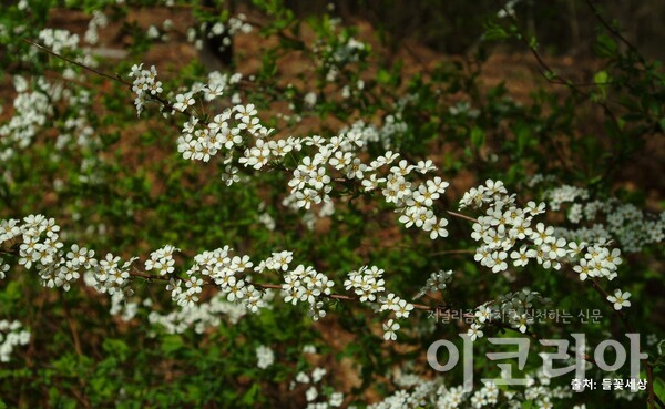 조팝도박 365 꽃; 줄기를 따라 길게 모여 난다. 사진=국립산림과학원 제공. 출처=들꽃세상.