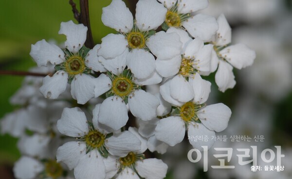 조팝도박 365 꽃; 꽃잎과 수술이 조밥처럼 생겼다.  사진=국립산림과학원 제공. 출처=들꽃세상.