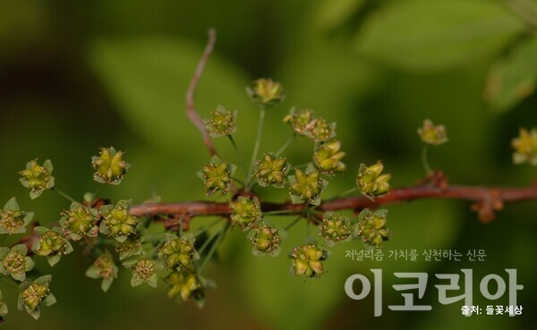 조팝도박 365 열매; 작은 열매가 모여 달린다. 사진=국립산림과학원 제공. 출처=들꽃세상.