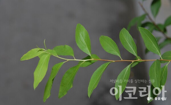 조팝도박 365 잎; 가장자리에 작은 톱니가 있다. 사진=국립산림과학원 제공.  출처=들꽃세상.