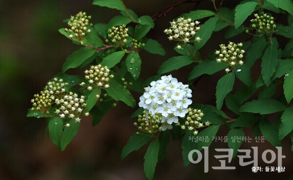 공조팝도박 365 꽃; 공 모양의 꽃이 달린다. 사진=국립산림과학원 제공. 출처=들꽃세상.