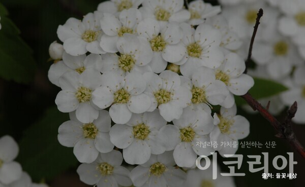 공조팝도박 365 꽃; 수술이 꽃잎보다 짧다. 사진=국립산림과학원 제공. 출처=들꽃세상.