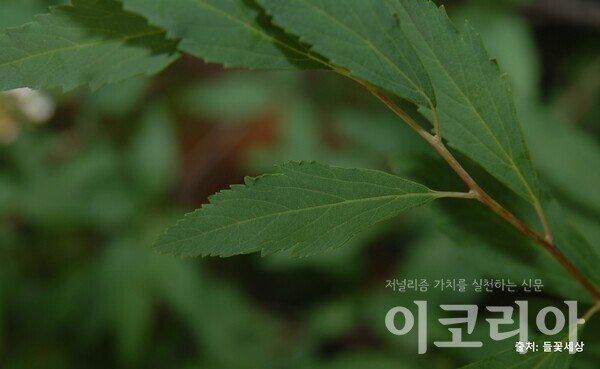 공조팝도박 365 잎; 가장자리에 결각상의 톱니가 있다. 사진=국립산림과학원 제공. 출처=들꽃세상.