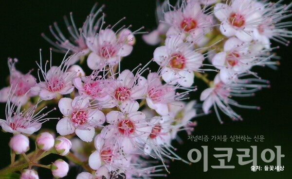 꼬리조팝도박 365 꽃; 수술이 꽃잎보다 2배 정도 길다. 사진=국립산림과학원 제공. 출처=들꽃세상.