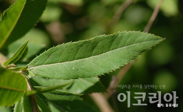 꼬리조팝도박 365 잎; 길고 가장자리에 예리한 톱니가 있다. 사진=국립산림과학원 제공. 출처=들꽃세상.