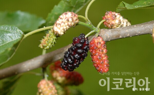 뽕온라인 도박 사이트 열매; 붉은색으로 변한 뒤 검은색으로 익는다. 출처=들꽃세상. 사진=국립산림과학원. 