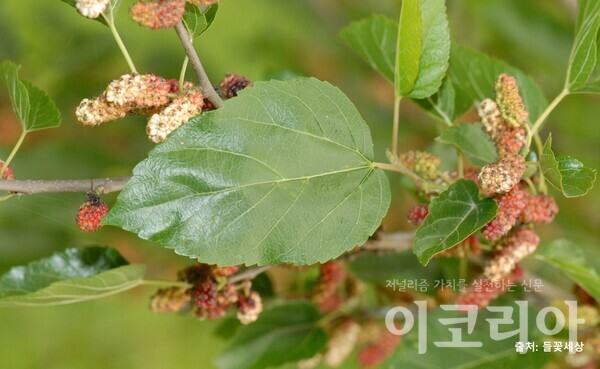 뽕온라인 도박 사이트 잎; 깻잎처럼 생겼다. 출처=들꽃세상. 사진=국립산림과학원 제공