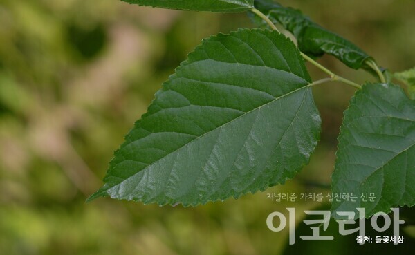 산뽕온라인 도박 사이트 잎; 잎 끝이 길게 발달한다. 출처=온라인 도박 사이트. 사진=국립산림과학원 제공.