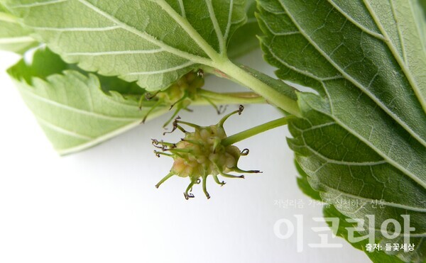 산뽕온라인 도박 사이트 열매(미성숙); 암술대가 남아있어 성게처럼 생겼다. 출처=들꽃세상. 사진=국립산림과학원 제공.