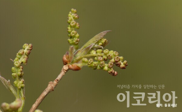 산뽕온라인 도박 사이트 수꽃; 잎과 함께 꽃이 핀다. 출처=들꽃세상. 사진=국립산림과학원 제공.