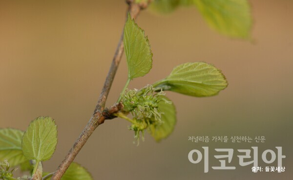 산뽕온라인 도박 사이트 암꽃; 암술대가 길게 발달한다. 출처=들꽃세상. 사진=국립산림과학원 제공.