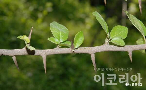 꾸지뽕온라인 도박 사이트 가지; 어린가지에 뾰족한 가시가 발달한다.  출처=들꽃세상. 사진=국립산림과학원 제공.