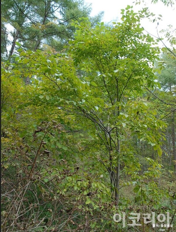 산뽕온라인 도박 사이트; 산에서 만날 수 있다.출처=들꽃세상. 사진=국립산림과학원 제공.